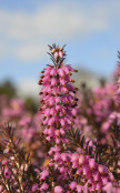 ERICA carnea 'December Red'