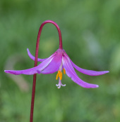 Erythronium hybrid