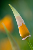 Eschscholzia californica