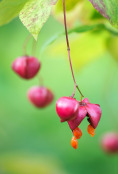 Euonymus planipe