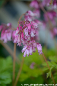 Dicentra 'Spring Gold'