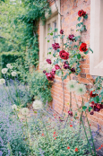 A beautiful red rose climber