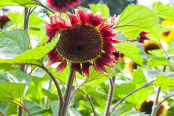 Glowing red Sunflower