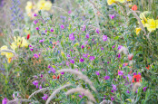 Epilobium hirsutum