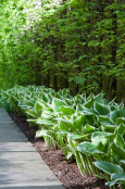 Hosta walk