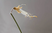 Lathyrus odoratus