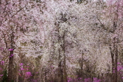 Feast of Spring, Baekdudaegan National Arboretum, South Korea