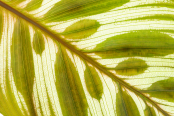 IGPOTY 'Beauty of Plants' Awards, exhibited at Kew February 2019. Calathea makoyana