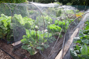 Organic vegetable garden