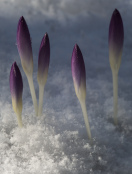 Crocus 'Barr's Purple' in snow