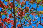 Flamboyant tree Delonix regia