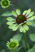 Echinacea purpurea 'Green Envy'