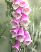 Wild Foxglove