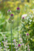 Allium sphaerocephalon 