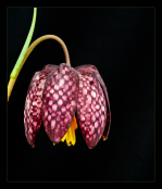 Fritillaria