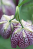 Fritillaria meleagris