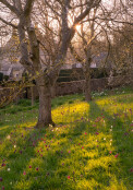 The Fritillary Meadow at Upton Wold