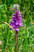 Wild Flower (Dactylorhiza Spp.)