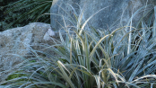 Astelia nivicola, Pacific connections garden, University of Washington Arboretum