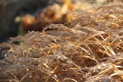 Hakonechloa macra, University of Washington Arboretum