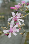 Magnolia x loebneri 'Leonard Messel'