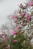 Magnolia x loebneri 'Leonard Messel'