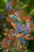 Camassia