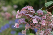 Hydrangea aspera