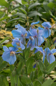 Meconopsis 'Louise'