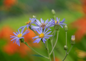 Summer Aster