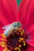 Common honey bee on Dahlia with pollen