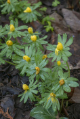 Eranthis