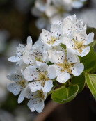 Pear Blossom with Spider