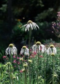 Tall Poppy?