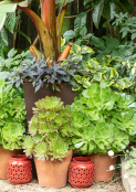 Great Dane Sized Garden Detail