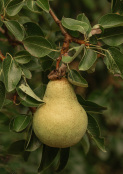 Perfect Pear