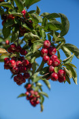 Crabapple