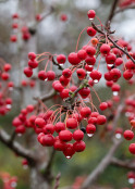raindrops on crabapples