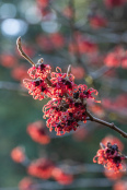 Hamamelis Diane