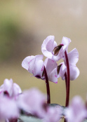Hardy Cyclamen
