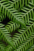 Fern