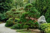Kubota Gardens