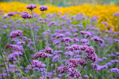 Verbena Bonariensis 