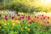 Early Morning Dahlias