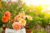 A Florist at Work