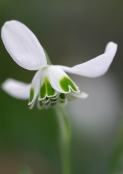 Galanthus Greatorex