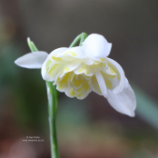 Galanthus 'Lady Elphinstone'