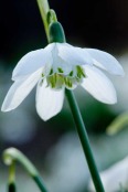 Galanthus elwesii 'Godfrey Owen'