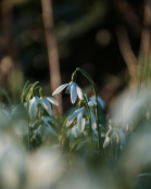 Galanthus nivalis 
