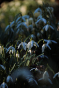 Galanthus nivalis 